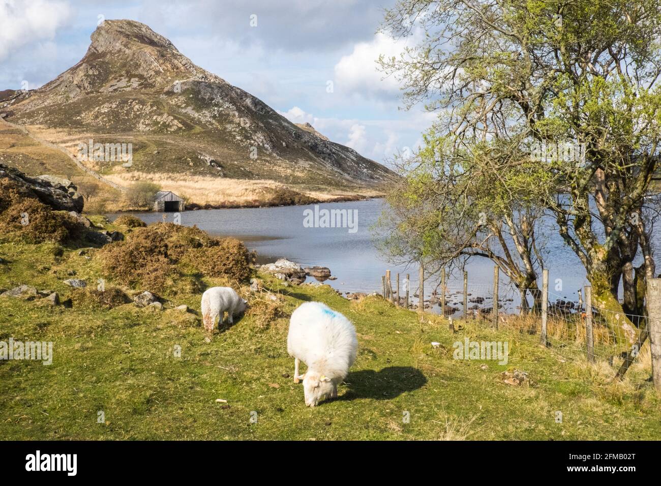 Lac Cregennan,Lacs Cregennan,à,la,base,près,Cadair Idris,Cader Idris,montagne.pittoresque,isolé,du milieu,de,l'ouest,du pays de Galles,rural,pittoresque,rural,emplacement,la colline principale 'pointy' que vous voyez à côté du lac est appelée 'Pared y Cefn Hir' et est accessible à pied.Il est aussi raide qu'il regarde, mais une fois que vous êtes au sommet, vous pouvez suivre le chemin vallonné sur toutes les crêtes, avec vue sur Barmouth et sur les lacs.Vous descendez et suivez ensuite le chemin au pied de la colline, ou vous pouvez marcher entre les lacs après la maison de bateau. Banque D'Images