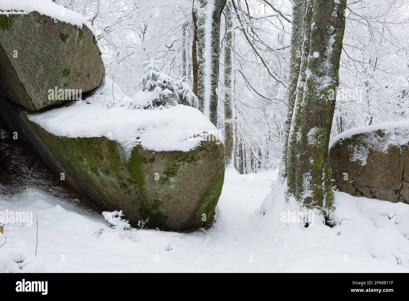 Allemagne, Bavière, Franconie, haute-Franconie, Fichtelgebirge, Großer Waldstein, forêt proche de la nature avec rochers en hiver avec neige et givre Banque D'Images