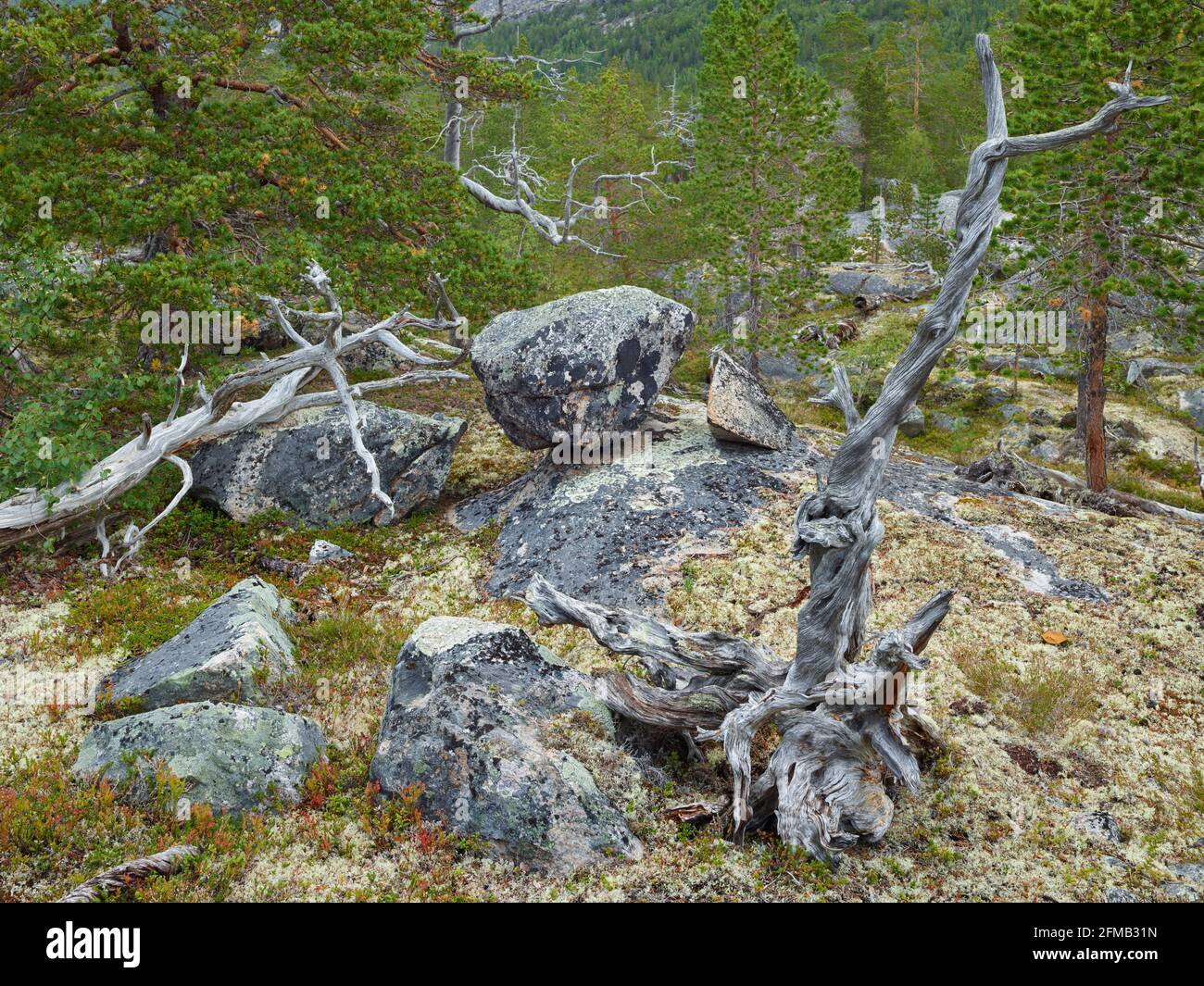 Vieux pin, parc national de Saltfjellet-Svartisen, Nordland, Norvège Banque D'Images