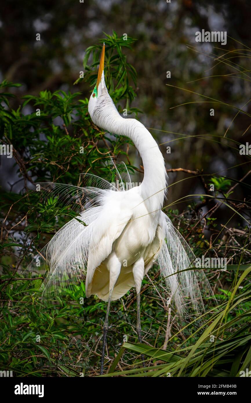 Le ciel de l'Egret américain pointe vers la ferme des alligators de St. Augustine, Floride, États-Unis. Banque D'Images Le ciel de l'Egret américain pointe vers la ferme des alligators de St. Augustine, Floride, États-Unis. Banque D'Images