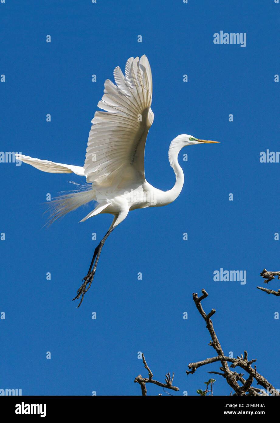 L'Egret américain en vol à la ferme des alligators de St. Augustine, Floride, États-Unis. Banque D'Images