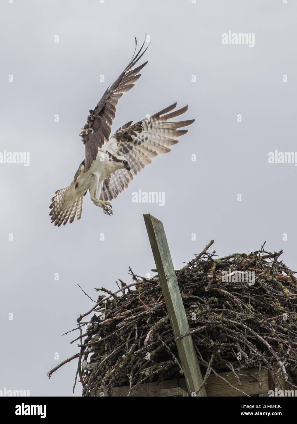 Osprey revenant au nid Banque D'Images