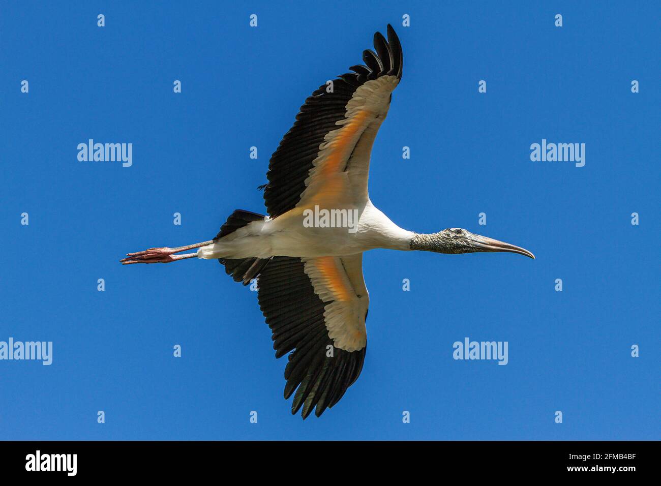 Le Wood Stork en vol à la ferme des alligators de St. Augustine, Floride, États-Unis. Banque D'Images