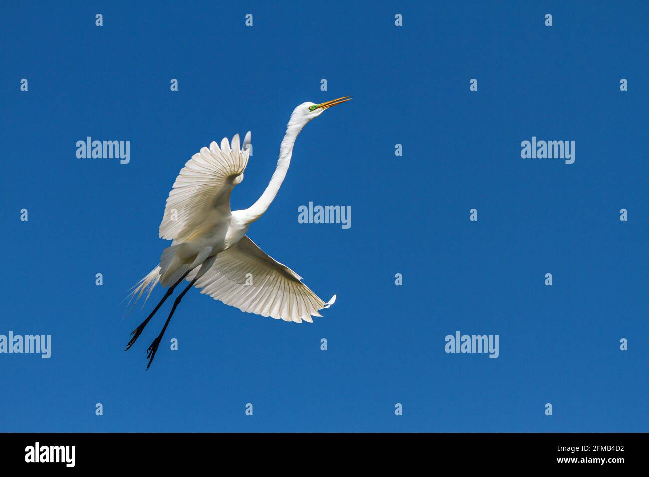 L'Egret américain en vol à la ferme des alligators de St. Augustine, Floride, États-Unis. Banque D'Images L'Egret américain en vol à la ferme des alligators de St. Augustine, Floride, États-Unis. Banque D'Images