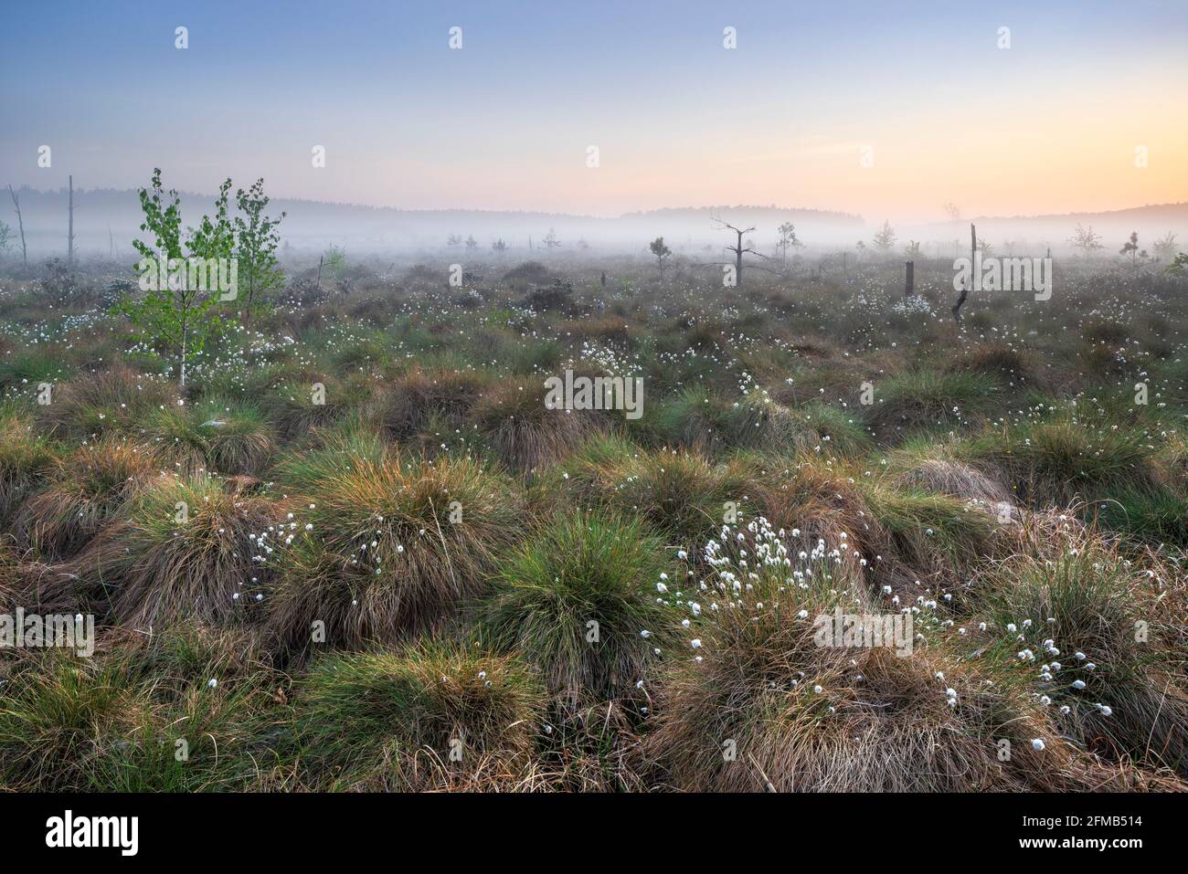 Allemagne, Mecklembourg-Poméranie occidentale, Parc national de Müritz, sous-zone de Serrahn, brume matinale dans la lande au lever du soleil, herbe de coton en fleur Banque D'Images