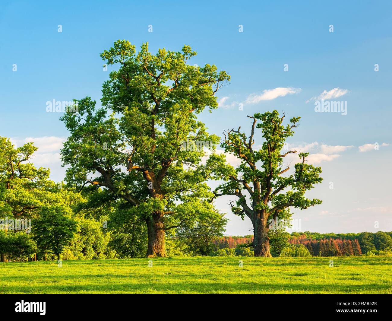 Allemagne, Hesse, Reinhardswald, grands chênes sur la prairie au printemps, paysage culturel dans la lumière du soir Banque D'Images