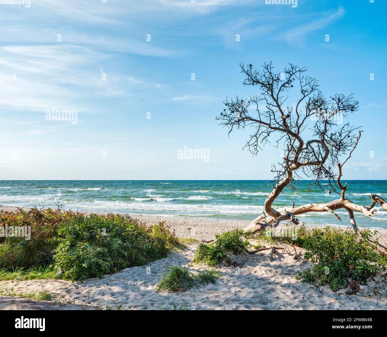 Tronc d'arbre peint sur la plage ouest, derrière la mer Baltique, la péninsule de Darß, Fischland-Darß-Zingst, Parc national de la région du lagon de Poméranie occidentale, Mecklembourg-Poméranie occidentale, Allemagne Banque D'Images