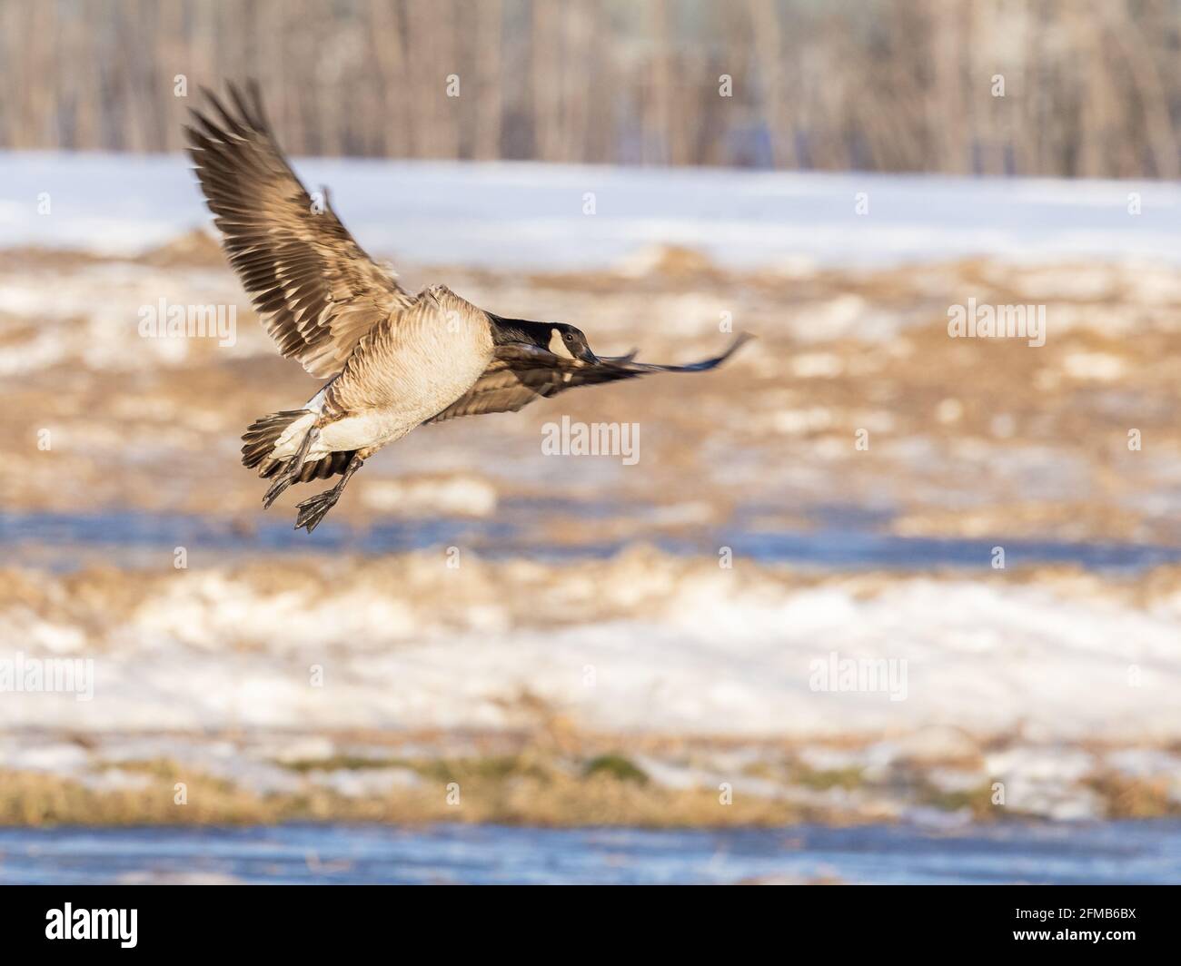 Canada Goose Landing Banque D'Images