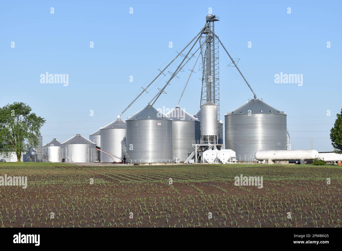 Silos à grains dans une ferme du Midwest des États-Unis. Une nouvelle récolte de maïs est vue au premier plan Banque D'Images