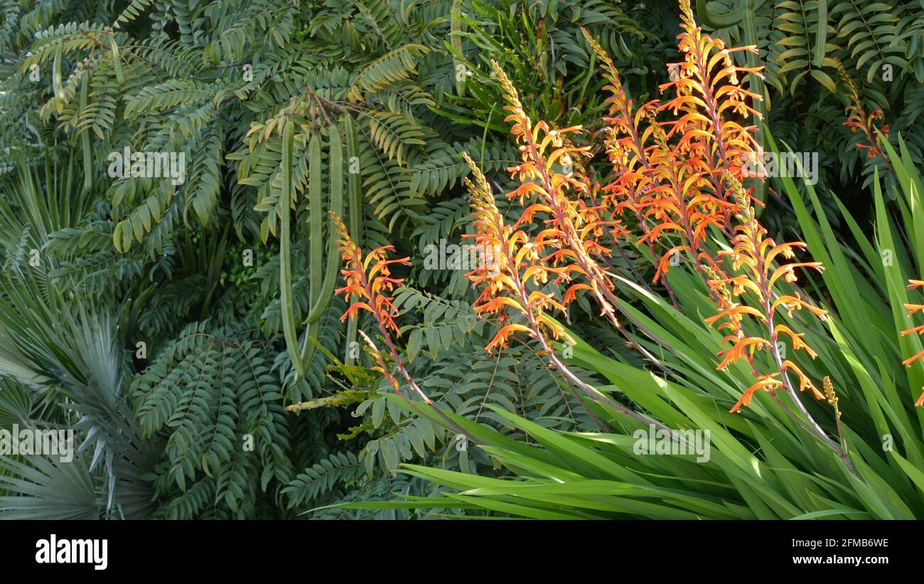Fleur d'oranger de drapeau africain, Chasmanthe Floribunda fond botanique naturel. Fleurs exotiques dans le jardin, jardinage en Californie, Etats-Unis. Une flore vive et un feuillage luxuriant. Couleurs des plantes juteuses vibrantes. Banque D'Images