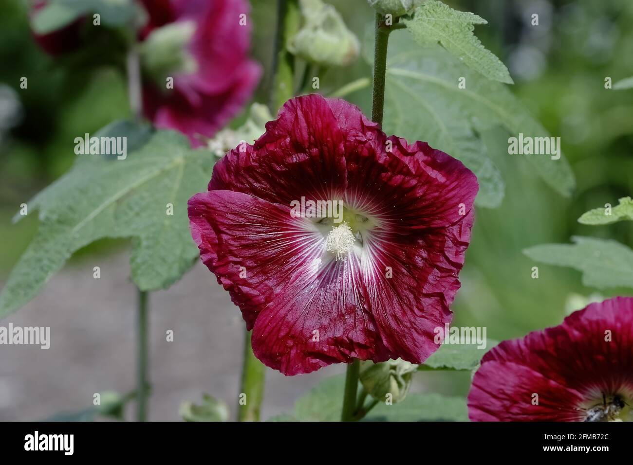 Vin rouge, fleur rouge foncé du Hollyhock - Alcea rosea - en été Banque D'Images