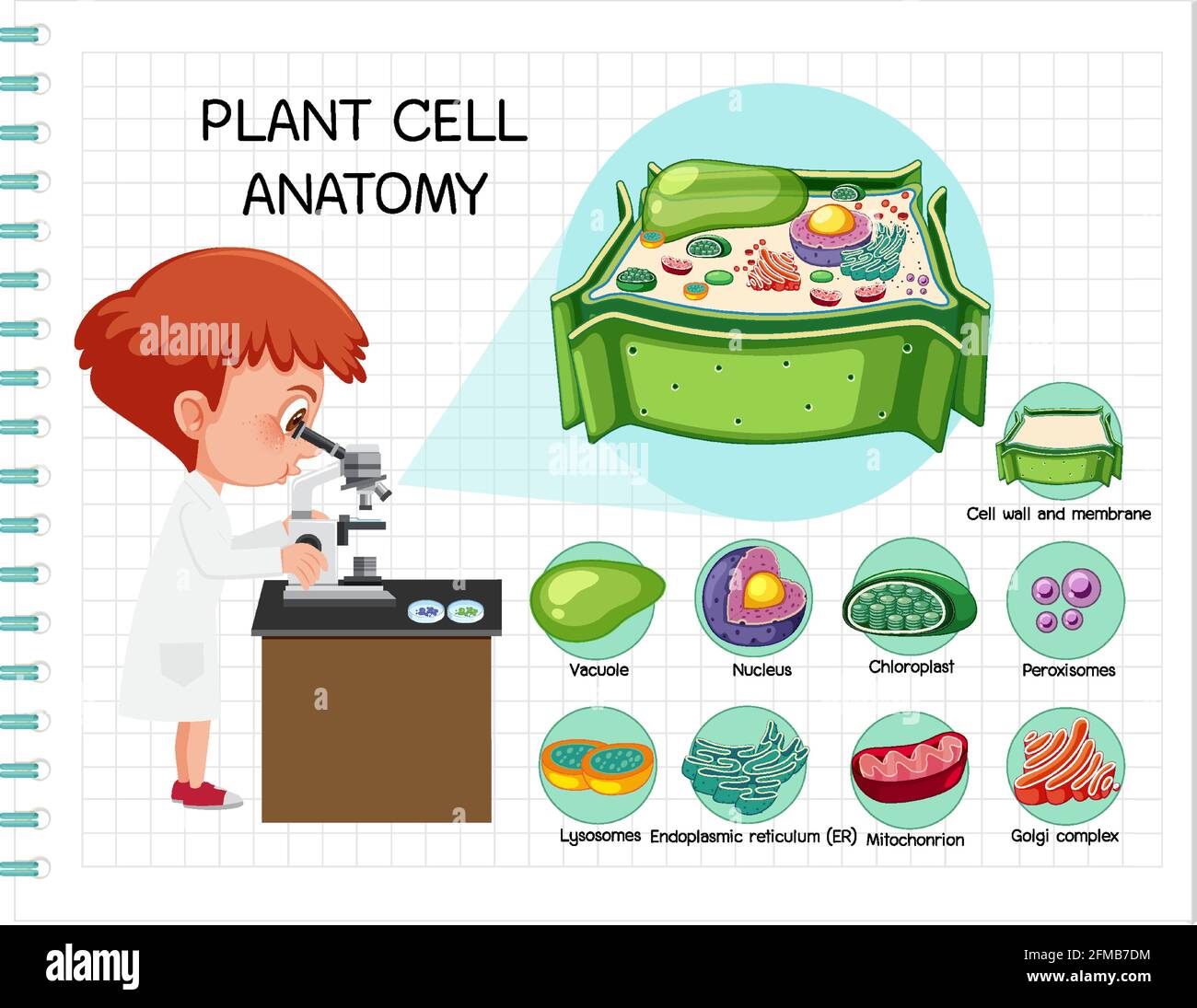 Illustration de l'anatomie des cellules végétales (diagramme de biologie) Illustration de Vecteur
