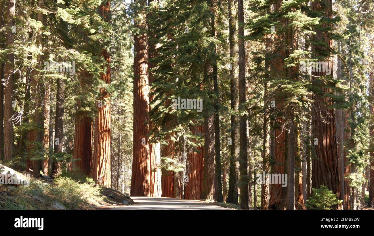 Forêt de Sequoia, séquoias dans le parc national, Californie du Nord, États-Unis. Vieux bois près de Kings Canyon. Trekking et tourisme de randonnée. Pins de conifères lagres uniques avec grands troncs massifs. Banque D'Images