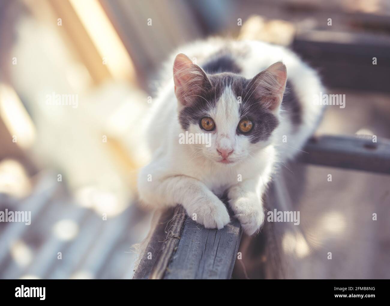 Petit Chaton Blanc Gris A L Exterieur Chat Drole Couche Dans La Cour En Ete Photo Stock Alamy