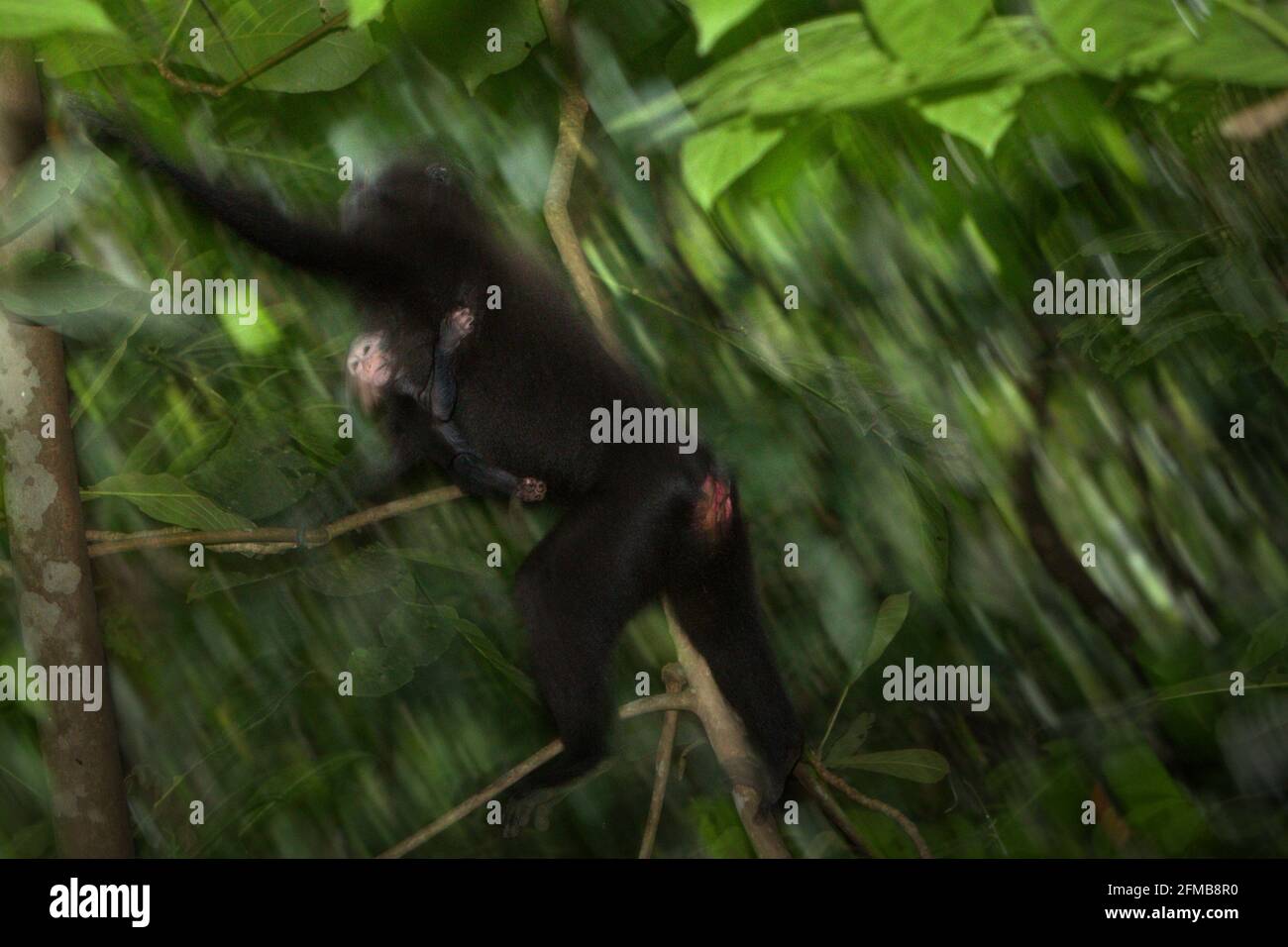 Un macaque à crête transportant un bébé saute pour atteindre une branche d'arbre dans la forêt de Tangkoko, au nord de Sulawesi, en Indonésie. La période de sevrage d'un nourrisson macaque à crête—de 5 mois à 1 ans—est la première phase de vie où la mortalité infantile est la plus élevée. Les scientifiques primates du projet Macaca Nigra ont observé que 17 des 78 nourrissons (22%) ont disparu dans leur première année de vie. Huit de ces 17 corps morts de nourrissons ont été trouvés avec de grandes plaies perforantes. » Banque D'Images