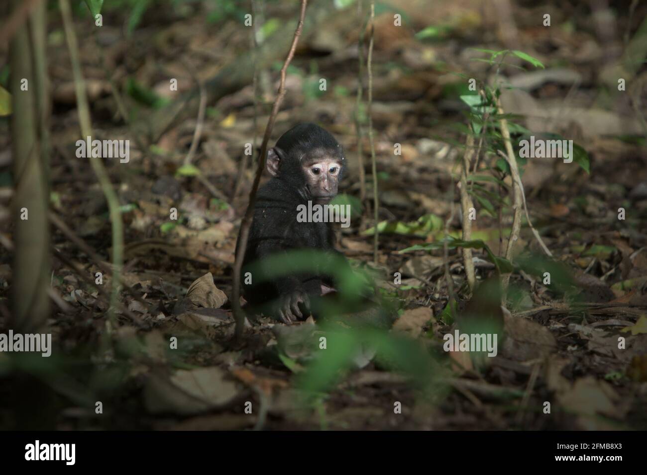 Un Bebe Macaque A Crete Age Inconnu Jouant Seul Sur Le Fond De La Foret Dans La Reserve Naturelle De Tangkoko Au Nord De Sulawesi En Indonesie Les Scientifiques Primates De Macaca