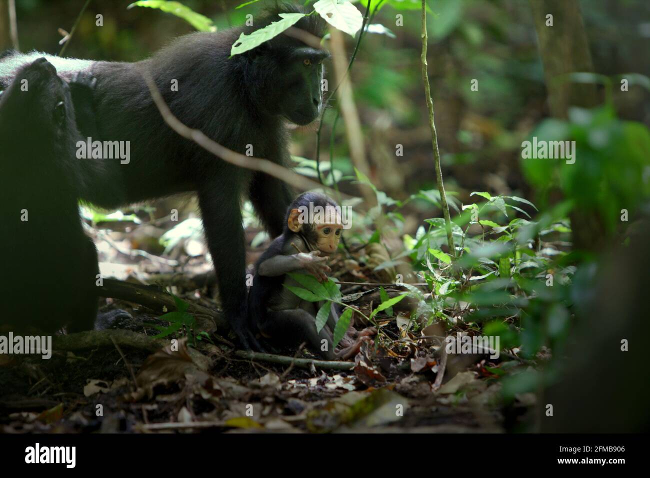 Bebe De Macaque A Crete Macaca Nigra Jouant Sous La Garde Des Parents Dans La Reserve Naturelle De Tangkoko Au Nord De Sulawesi En Indonesie Les Scientifiques Primates De Macaca Nigra Project