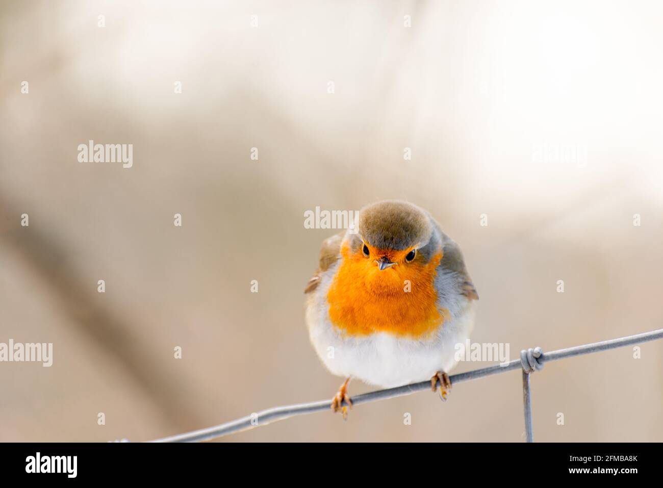 Robin, l'oiseau de l'année 2021, est assis sur une clôture en fil de fer tissé, arrière-plan hors foyer. Banque D'Images