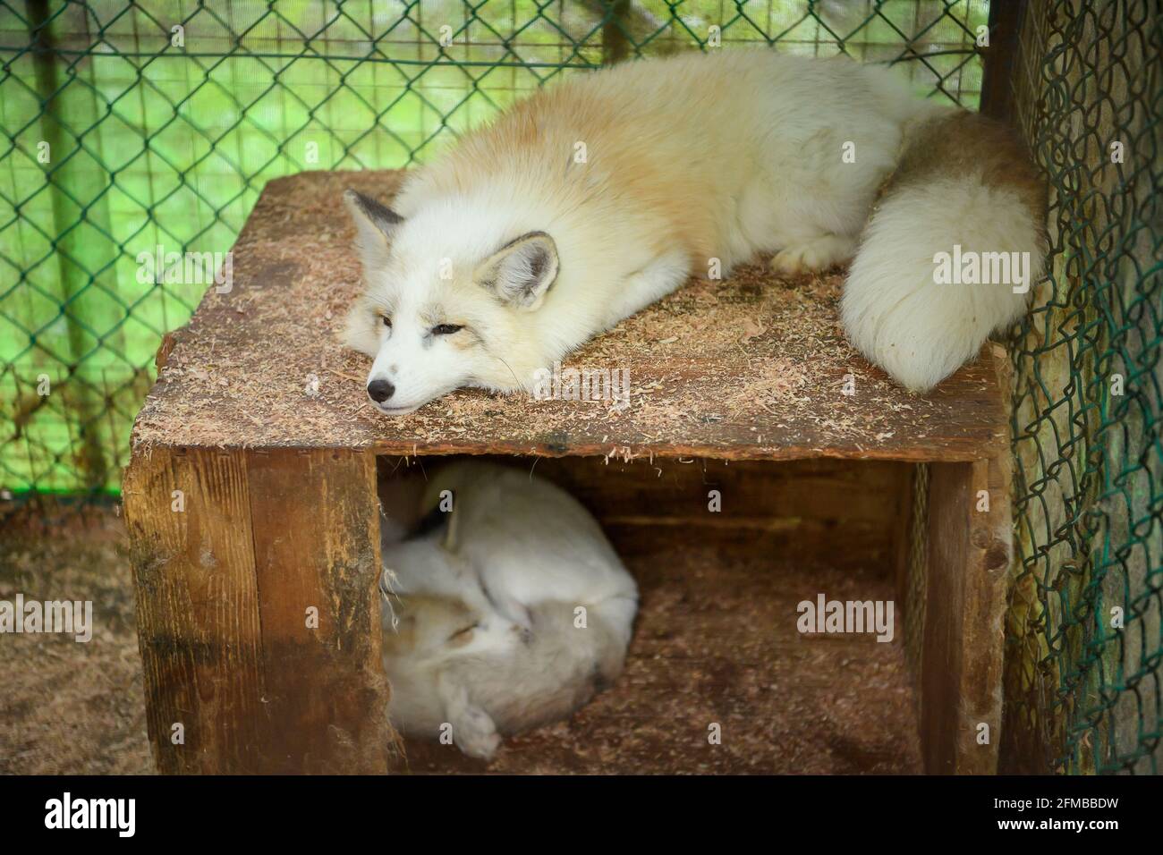 Renard blanc allongé sur une boîte en bois dans la cage, il était endormi et près du sommeil, son visage s'ennuyait. Au village de renards Shiroishi City, Miyagi, Japon Banque D'Images