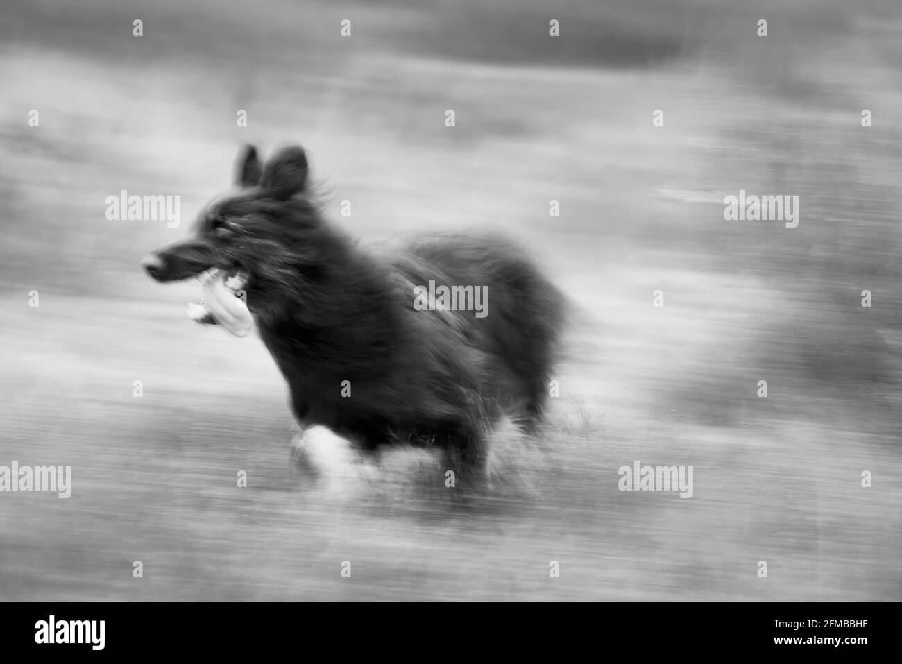 Chien de berger, joue jaune, berger allemand, chien Banque D'Images
