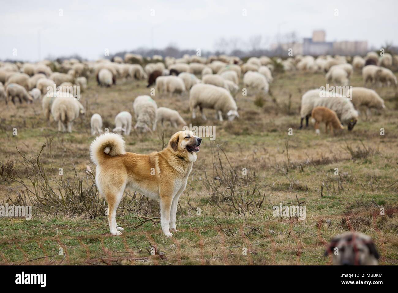 Chien de berger, kangal, troupeau de moutons Photo Stock Alamy — free download