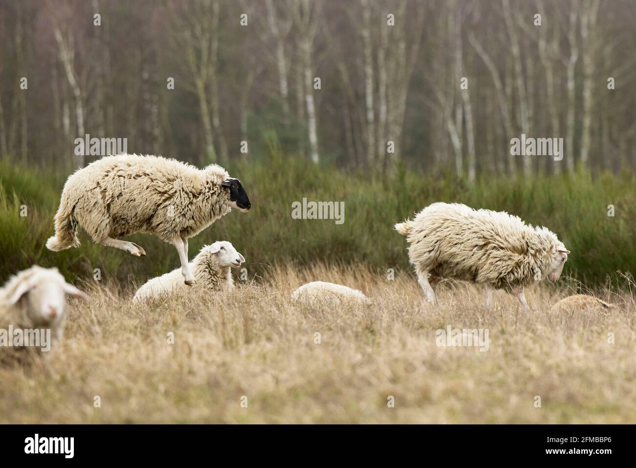 Moutons, saut, dans l'air Banque D'Images