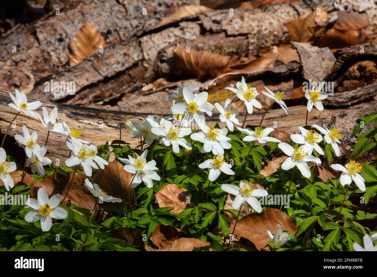 Anémone de bois dans la forêt, plante blanche à fleurs sur le plancher de la forêt. Banque D'Images
