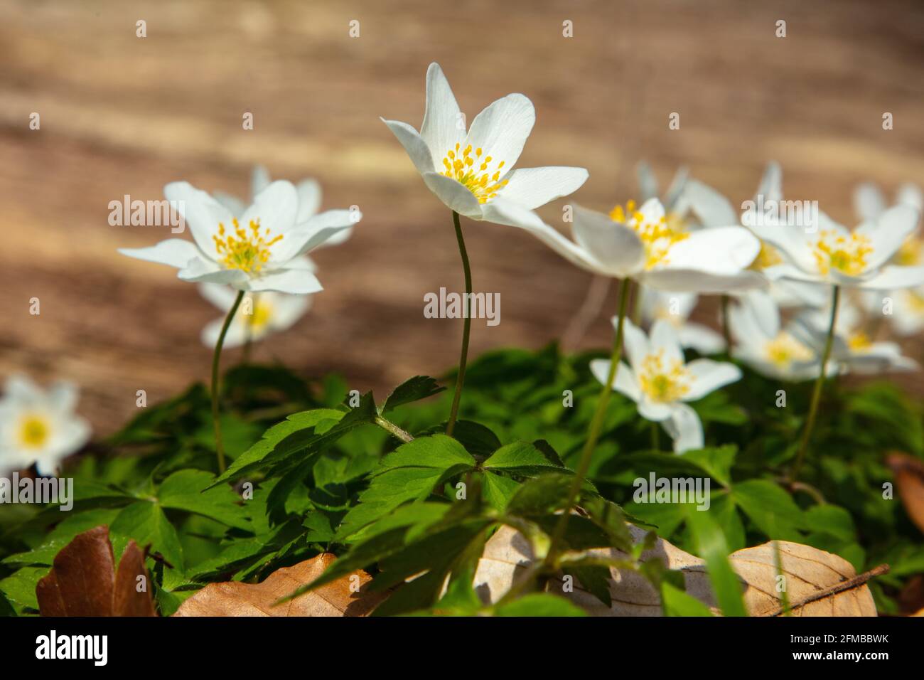 Anémone de bois dans la forêt, plante blanche à fleurs sur le plancher de la forêt. Banque D'Images