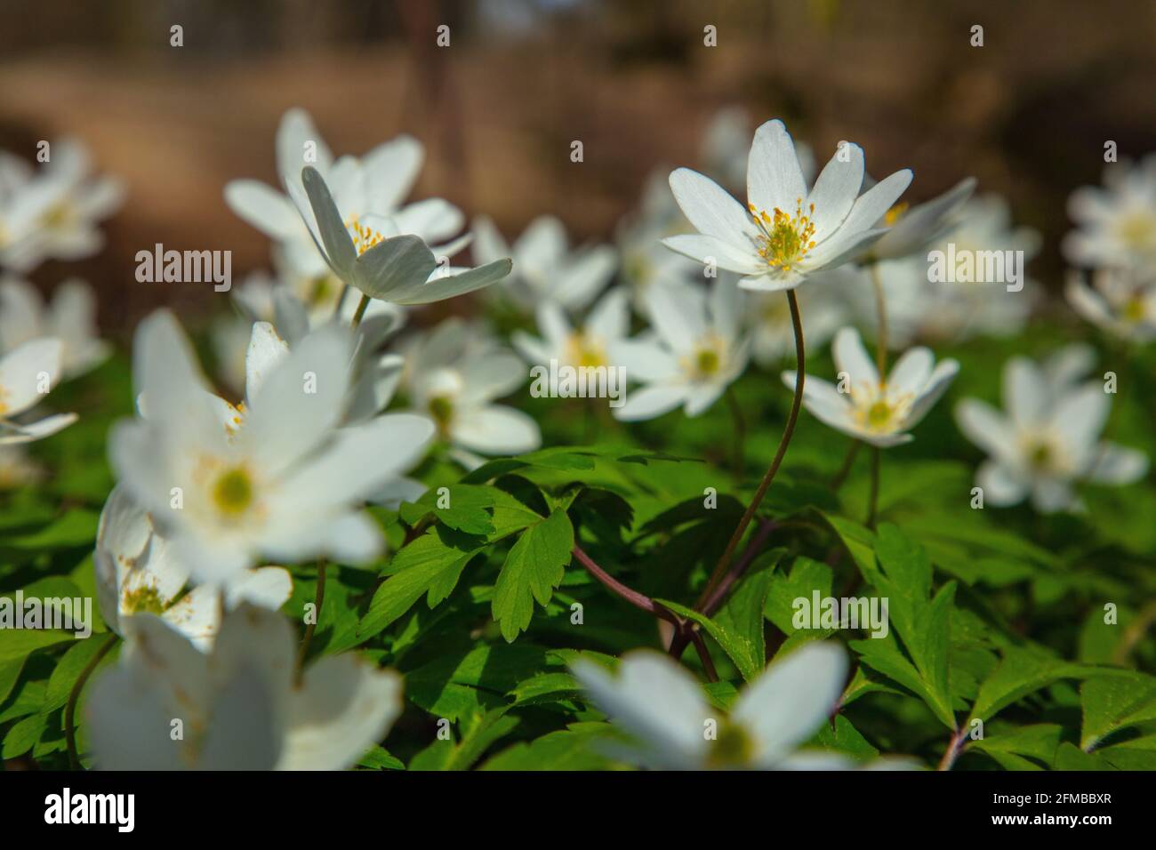Anémone de bois dans la forêt, plante blanche à fleurs sur le plancher de  la forêt Photo Stock - Alamy