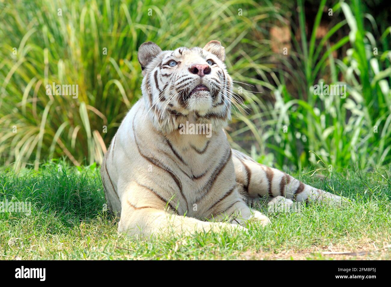 Tigre du Bengale, Panthera tigris Banque D'Images