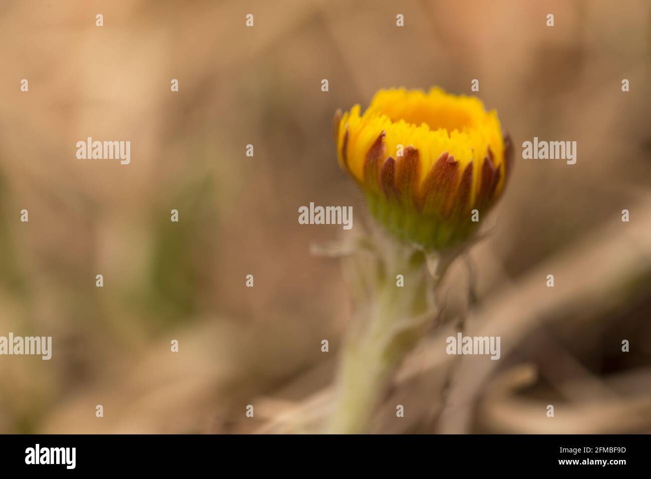 Coltsfoot, (Tussilago farfara), bouton, fond mou, avril, Finlande Banque D'Images