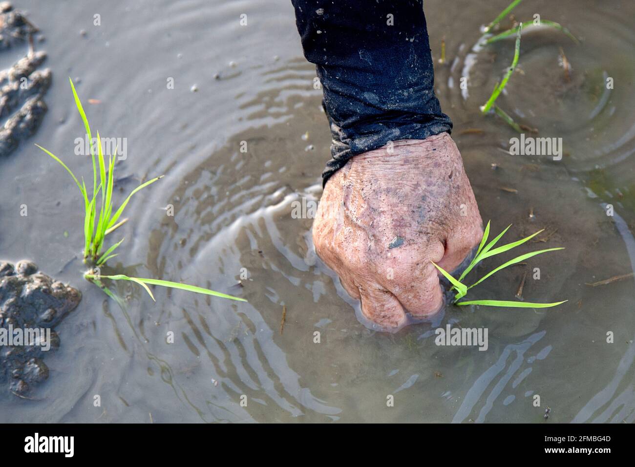 Pendant la période de culture, les femmes en bottes de caoutchouc se tiennent presque au genou-profond dans l'eau et la boue sur le champ de riz et plantent les touffes de riz un par un dans le sol boueux - parfois à 40 degrés Celsius et l'humidité élevée. Banque D'Images