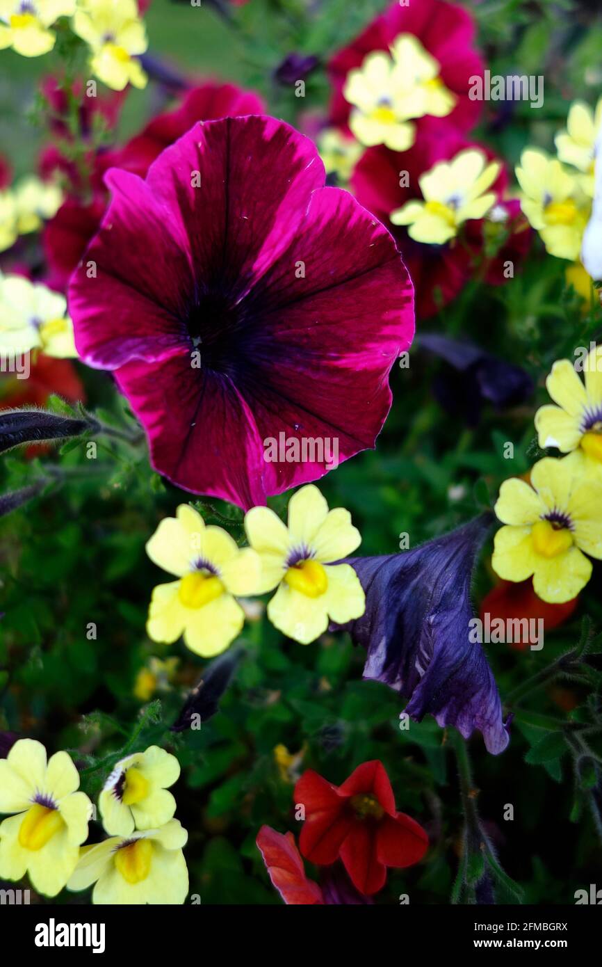 fleurs colorées du jardin, pétunia Banque D'Images