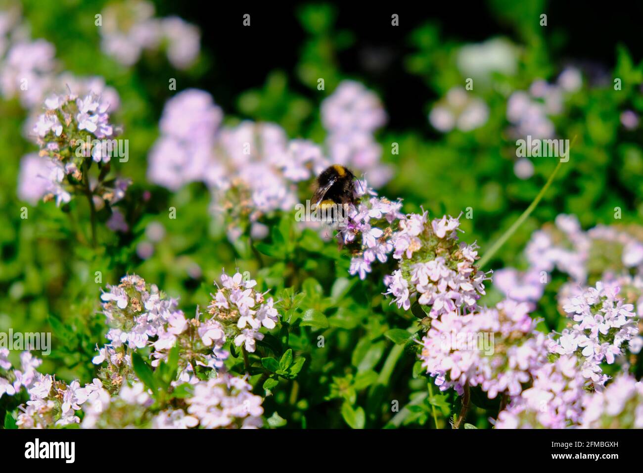 Bumblebee sur un jardin de thym fleuri Banque D'Images