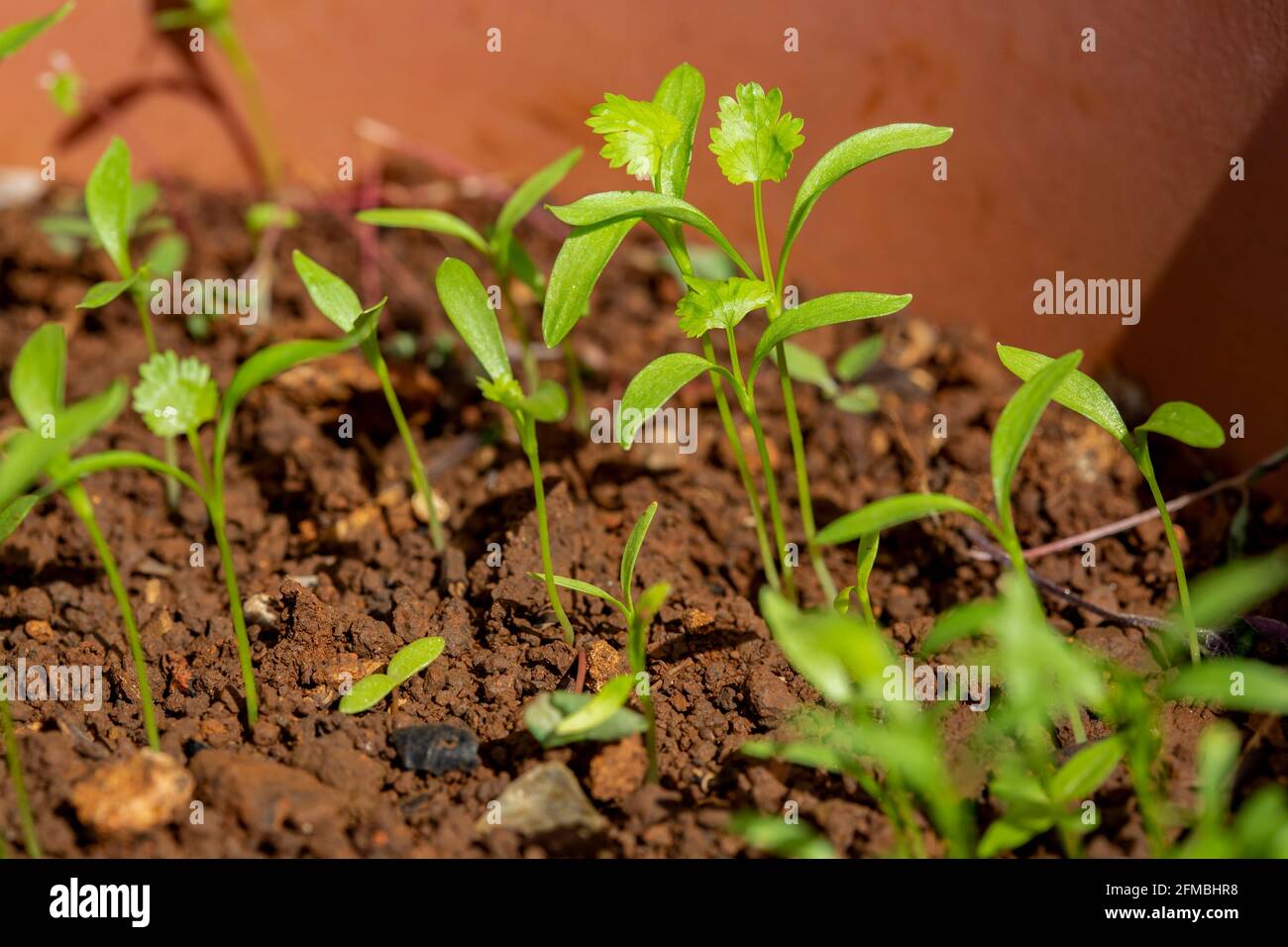 germinant de jeunes plants de coriandre. Banque D'Images