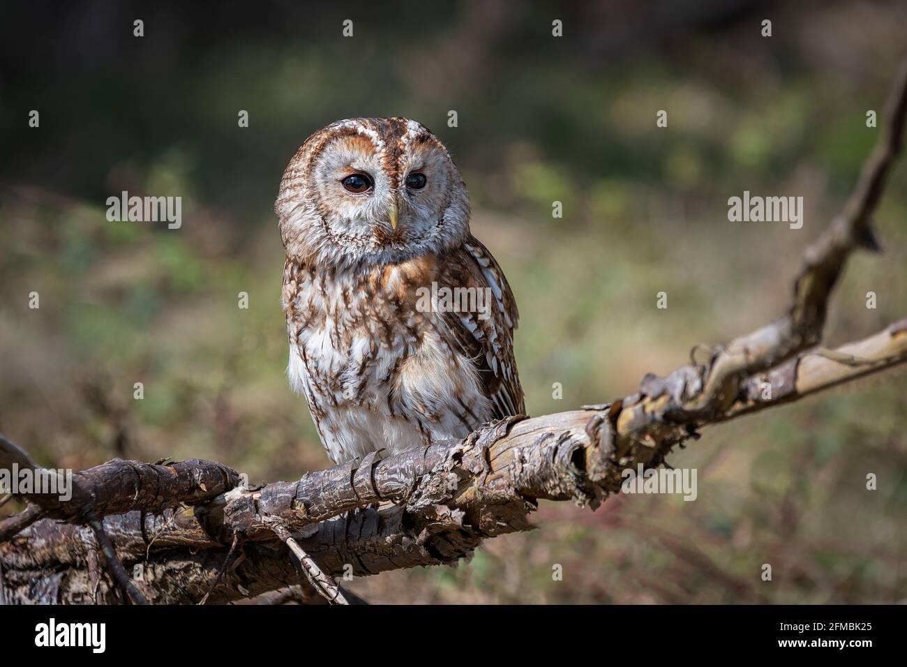 Un portrait en gros plan d'un hibou tawny, Strix aluco, orienté vers l'avant et perché sur une vieille branche Banque D'Images