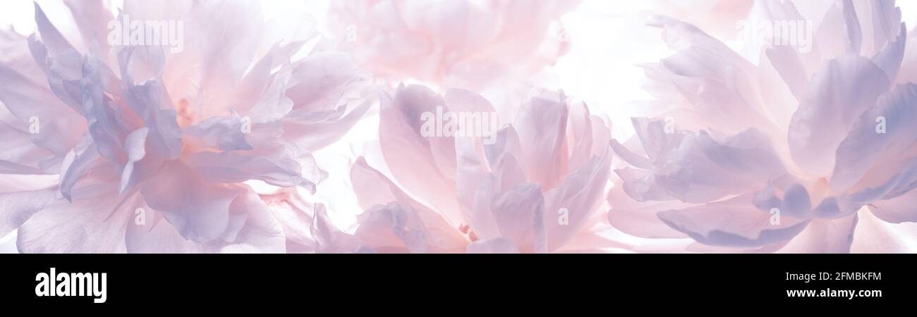Pivoine délicate en fleur, pastel et arrière-plan doux Banque D'Images