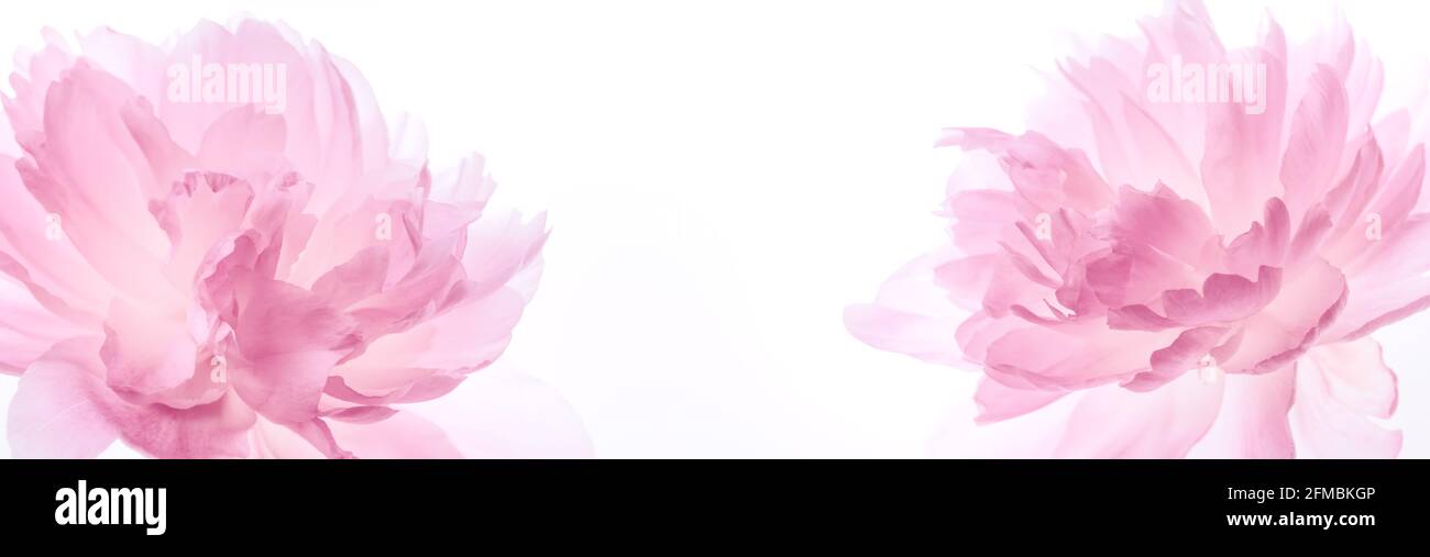 Pivoine délicate en fleur, pastel et arrière-plan doux Banque D'Images