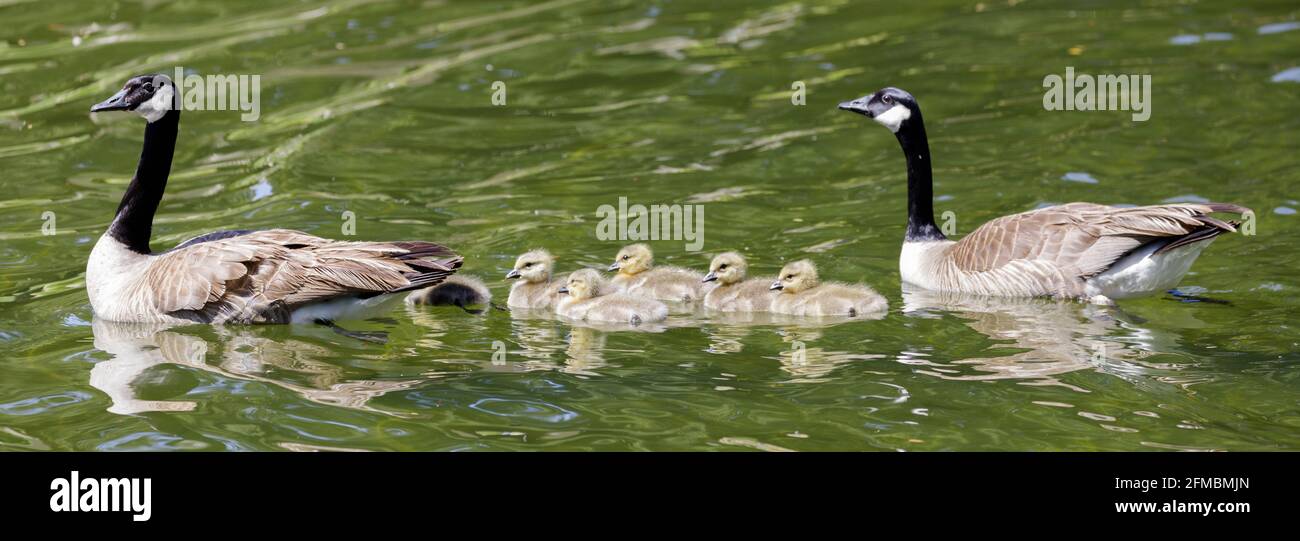Famille des Bernaches du Canada nageant dans l'étang et montrant la formation. Comté de Santa Clara, Californie, États-Unis. Banque D'Images