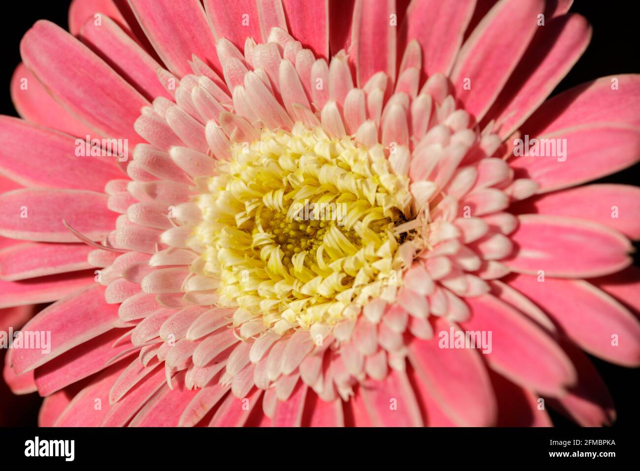 Gerbera Garvinia Sweet surprise à Bloom en Californie du Nord Banque D'Images