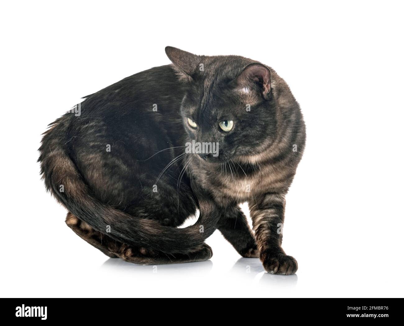Bengal Cat in front of white background Banque D'Images