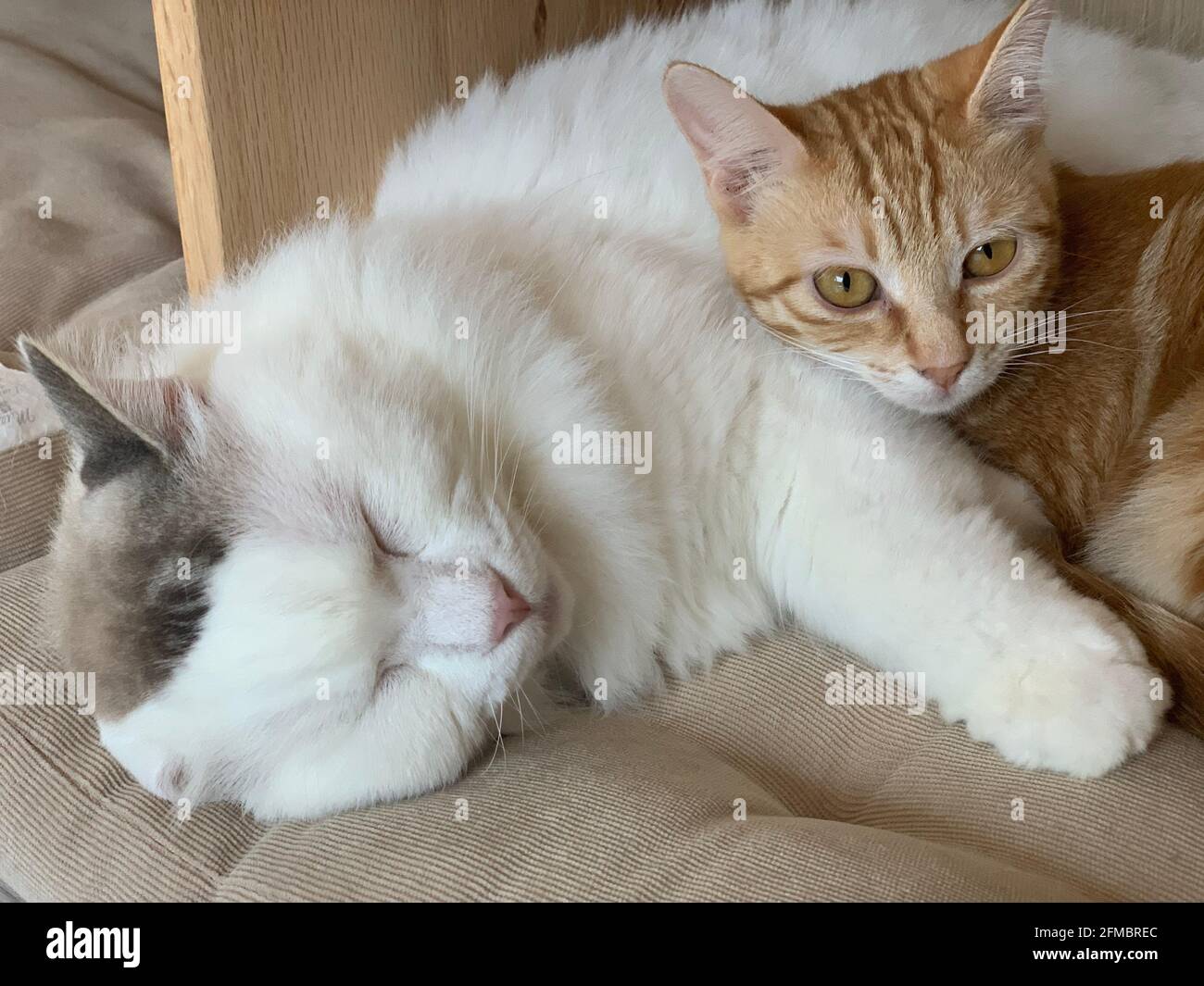 Bebe Chat Au Gingembre Et Gros Chat Blanc Dorment Ensemble Photo Stock Alamy