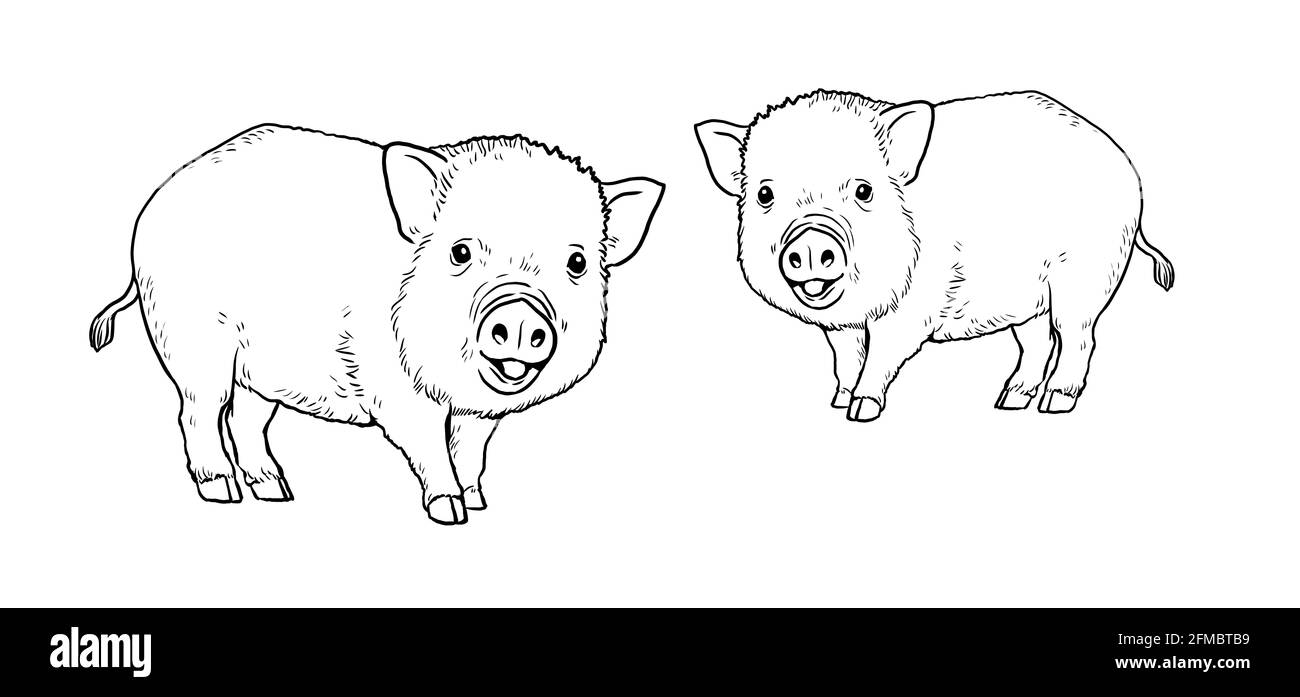 Deux adorables porcelets sur la ferme. Colorier la page avec les animaux. Illustration numérique. Banque D'Images Deux adorables porcelets sur la ferme. Colorier la page avec les animaux. Illustration numérique. Banque D'Images