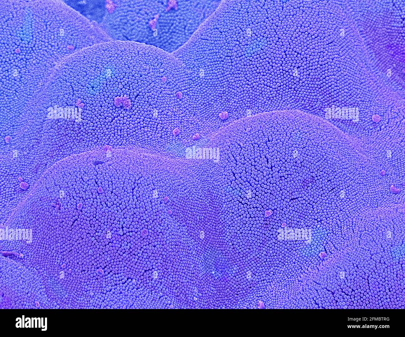 Microvillosités intestinales, SEM Banque D'Images