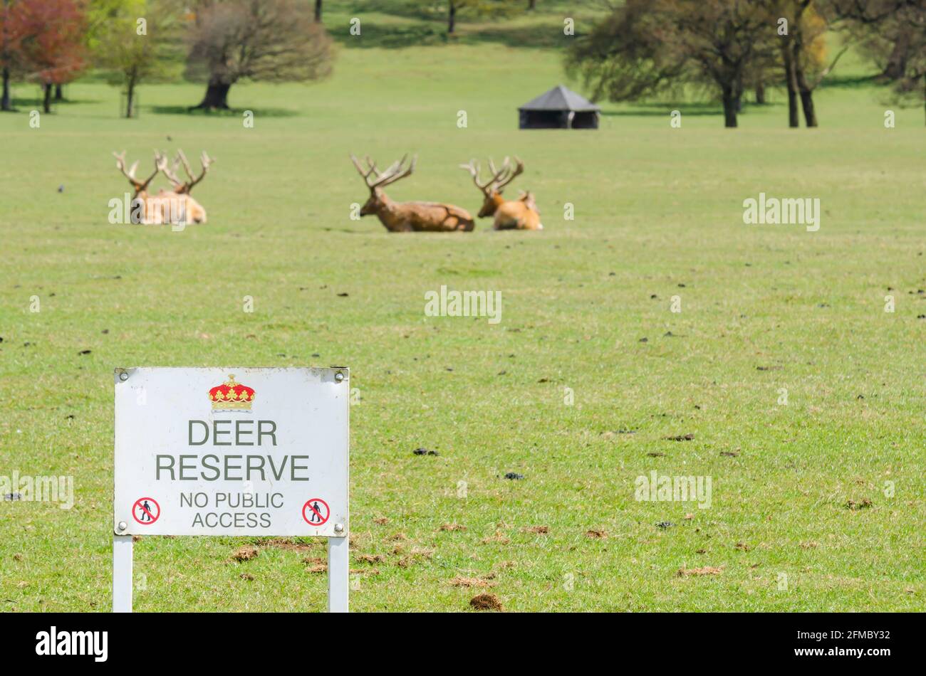 Woburn, Bedfordshire, Angleterre, Royaume-Uni, 7 mai 2021 - signalisation de la réserve de cerfs en gros plan avec des rennes dans le fond flou à Woburn Abbey Park. Banque D'Images