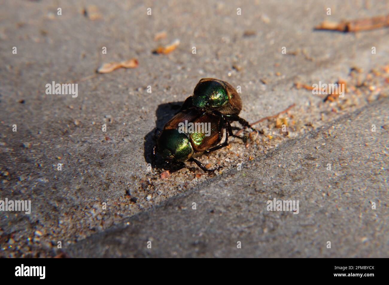 Kleiner Julikäfer (anomala dubia) BEI der Paarung Banque D'Images