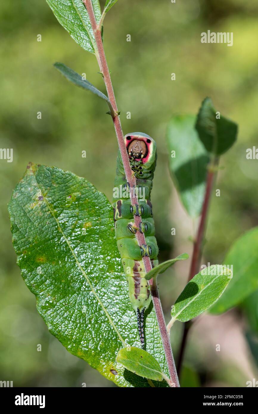 Puss Moth ; Cerura Vinula ; larve on Willow ; Royaume-Uni Banque D'Images