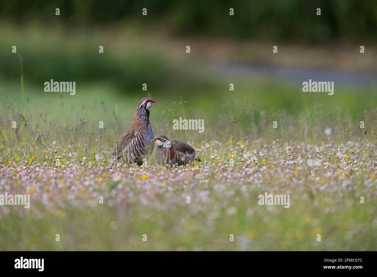 Partridge à pattes rouges; Alectoris rufa; avec Daisies; Royaume-Uni Banque D'Images