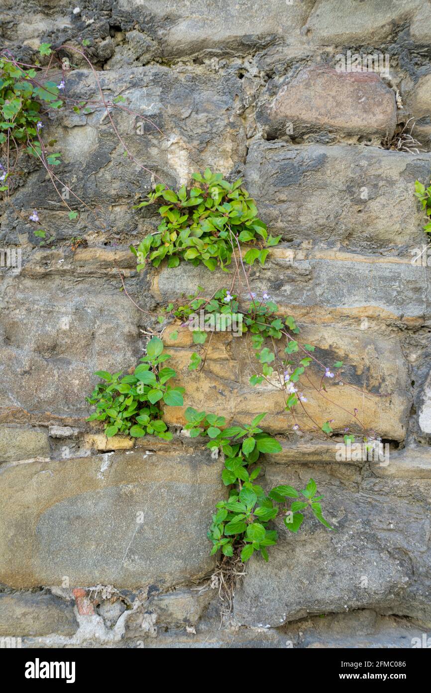Lierre de Kenilworth, Cymbalaria muralis. Plante d'escalade sauvage sur un vieux mur Banque D'Images