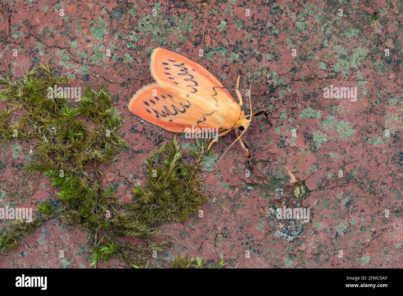 Rosy Valet de Moth ; Miltochrista miniata ; UK Banque D'Images